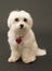 Cute Maltese dog