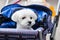 Cute Maltese dog in a baby buggy