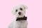 Cute maltese dog in bow tie over pink background