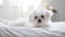Cute Maltese dog lying on bed at home, closeup