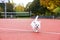 Cute maltese dog playing on the tennis court