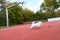 Cute maltese dog running on the red floor