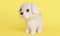 Cute Maltese dog on a yellow background. 3d rendering