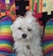 Cute Maltese Maltipoo Dog