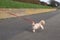 Cute Maltese or poodle cross type fluffy dog outside pulling on a red lead or leash