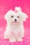 Cute maltese puppy dog
