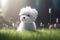 Cute Maltese puppy in the grass, soft focus background.