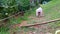 CUTE MALTESE PUPPY RUNNING IN A VEGETABLE GARDEN AND LEAPING OVER A BRANCH