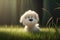 Cute Maltese puppy sitting in the grass at sunset, soft focus