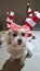 Cute Maltese shitzu wearing a bow for Christmas looking at the viewer