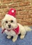 Cute Maltese shitzu wearing a Christmas hat