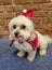 Cute Maltese shitzu wearing a Christmas hat