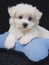 Cute Malti-Poo Puppy