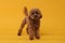 Cute Maltipoo dog on orange background. Lovely pet