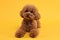 Cute Maltipoo dog on orange background. Lovely pet