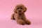 Cute Maltipoo dog on pink. Lovely pet