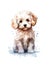 Cute Maltipoo puppy on white background.