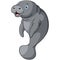 Cute manatee cartoon on white background