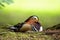 Cute mandarin duck drake lying on the ground in summer with copy space above.