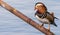 Cute mandarin duck sitting on a rusty iron tube