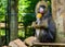 Cute mandrill looking towards camera, vulnerable baboon specie from Africa