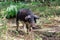 Cute Mangalica in the forest