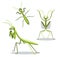 Cute Mantis Poses Cartoon Vector Illustration