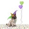 Cute Mardi gras carnival pug puppy dog sitting down on confetti with harlequin jester hat and balloons,