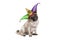 Cute Mardi gras carnival pug puppy dog sitting down with harlequin jester hat