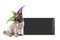 Cute Mardi gras carnival pug puppy dog sitting down with harlequin jester hat and blackboard sign