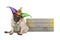Cute Mardi gras pug puppy dog sitting down with harlequin jester hat, next to wooden board
