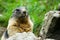 Cute marmot