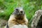 Cute marmot