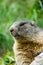 Cute marmot