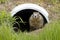 Cute marmot looks out from drainage pipe