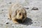 Cute marmot peeking out of a burrow