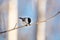 Cute marsh tit bird sitting on the branch in the winter forest on sunny day