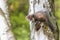 Cute marten is posing on a birch trunk