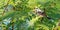 Cute masked water-tyrant bird standing on a thin branch, hiding from sunlight under leaves