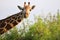 Cute Massai Giraffe in Tsavo East National park, Kenya, Africa