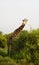 Cute Massai Giraffe in Tsavo East National park, Kenya, Africa