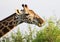 Cute Massai Giraffe in Tsavo East National park, Kenya, Africa