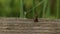 A cute Meadow Grasshopper Chorthippus parallelus perching on a wooden fence.