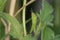 Cute Meadow Grasshopper perching