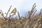 Cute Meadow pipit (Anthus pratensis) resting on the plants in the field on the blurred background