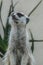 Cute Meerkat also known as Meer Kat or Meercat standing tall in