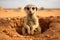 A cute meerkat is captured in this charming photograph, sitting comfortably in a hole in the sand, A meerkat on guard duty outside