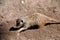 Cute meerkat digging around in the sand in the sunshine