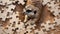 Cute Meerkat engrossed in a jigsaw puzzle, adding a whimsical touch, Ai Generated