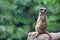 Cute meerkat looks for dangers